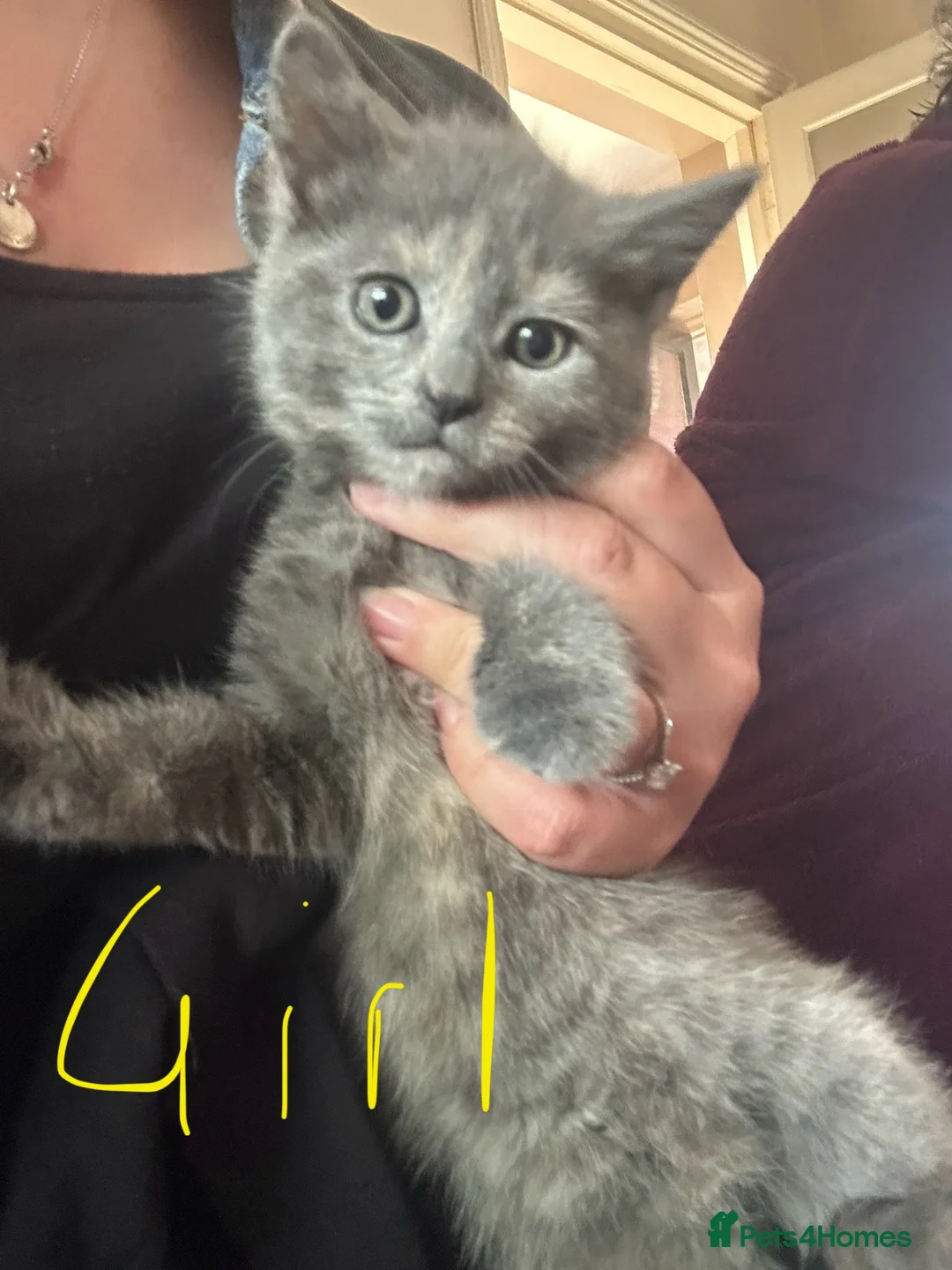 Mixed Breed cats for sale: 7 kittens for sale  - Advert 2