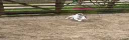 Lurcher dogs for sale: Lurcher pups forsale  in Brecon - Advert 9