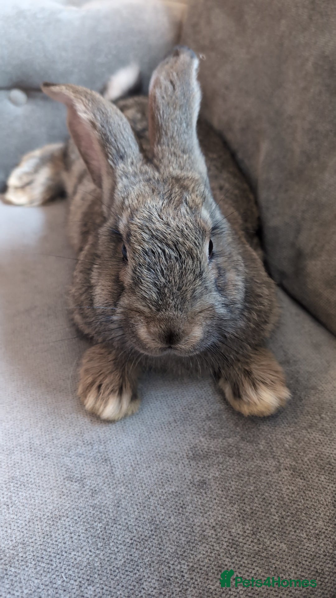 Flemish rabbits for sale: Giant flemish rabbit free to good home  - Image 2