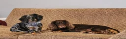 Miniature Dachshund dogs for sale: 3 beautiful longhaired dapple dachshund - Advert 10