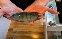 Discus fish for sale: HIGH QUALITY DISCUS £40 EACH  - Advert 6