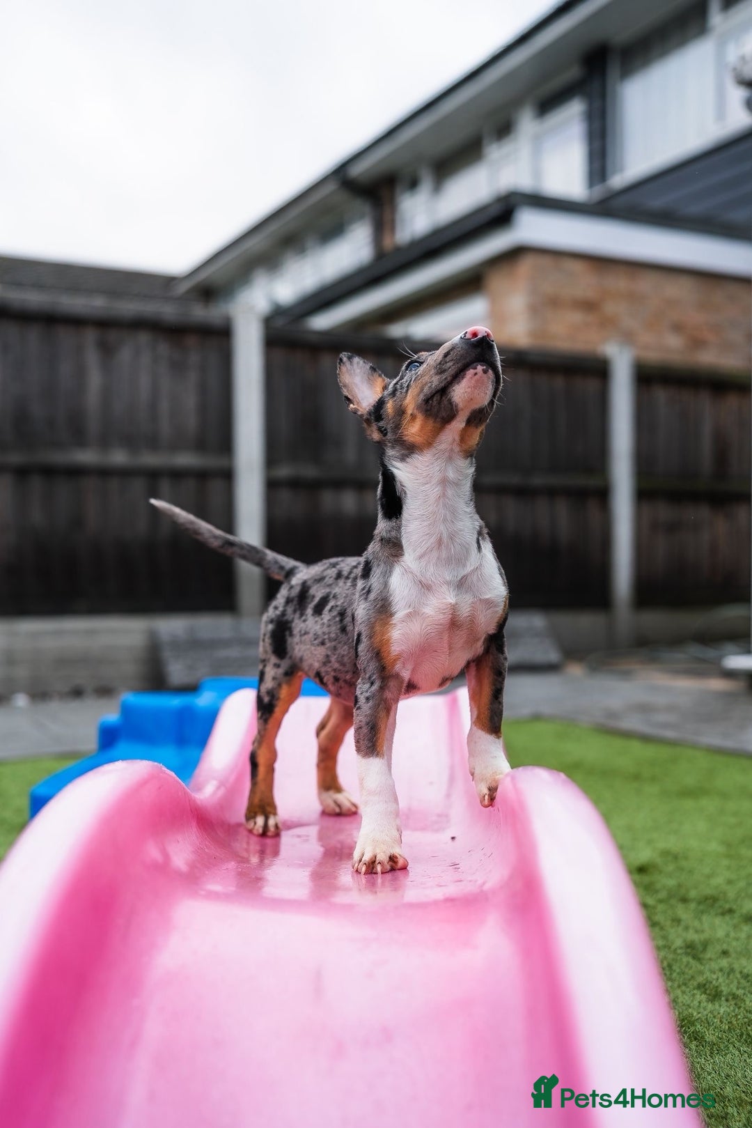 Miniature Bull terrier dogs for sale: Exotic 🎨 Miniature 🧬 Bullterrier Puppies 🐶 - Advert 13