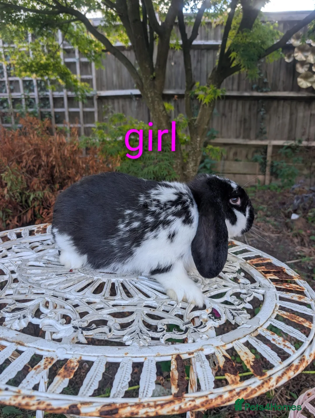 French Lop rabbits for sale: Pure bred french lops - Advert 7