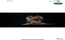 Yorkshire Terrier dogs for sale: Absolutely adorable mini yorkie puppies  - Image 21