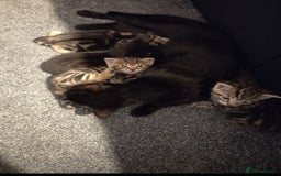 British Shorthair cats for sale: 4 beautiful kittens  - Image 1