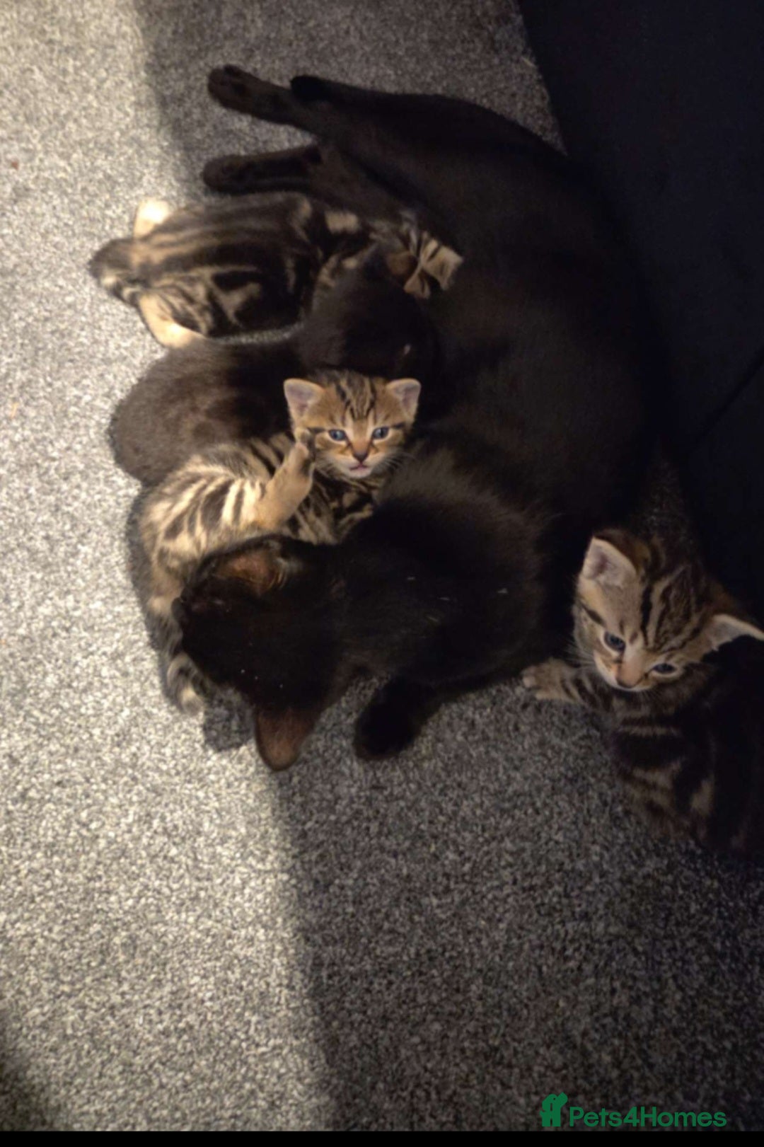 British Shorthair cats for sale: 4 beautiful kittens  - Image 1