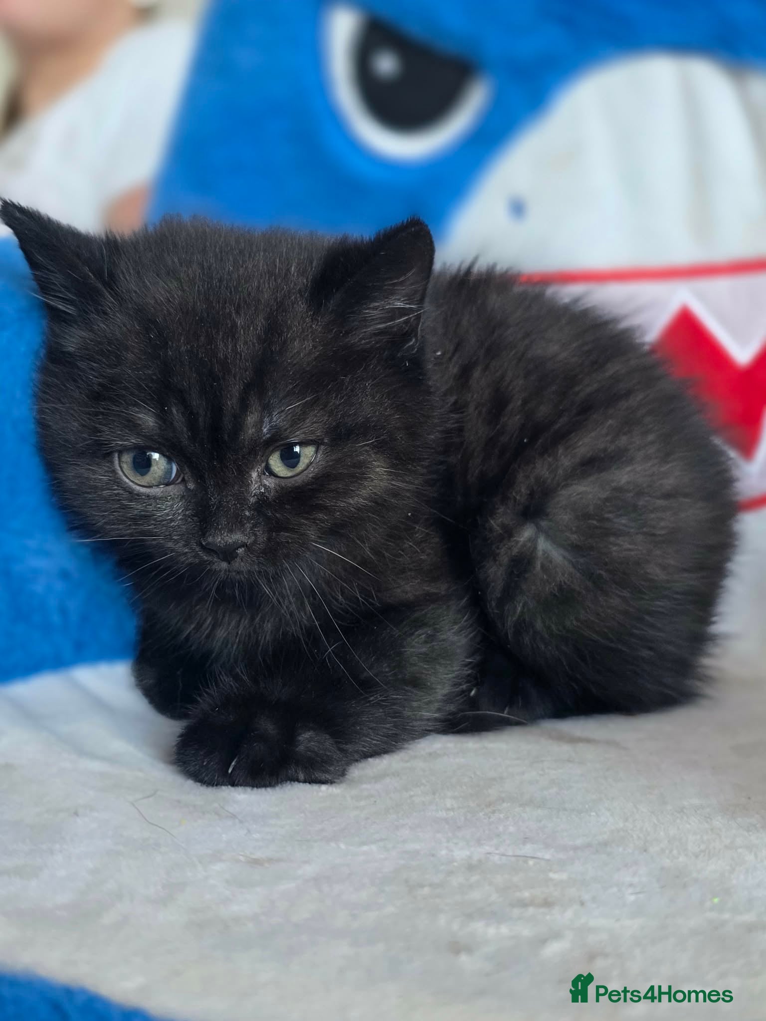 British Shorthair cats 😻Happy kittens 😻 - Advert 1