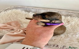 Miniature Dachshund dogs for sale: Cream Litter 5 Star Breeder ⭐️⭐️⭐️⭐️⭐️  - Image 8