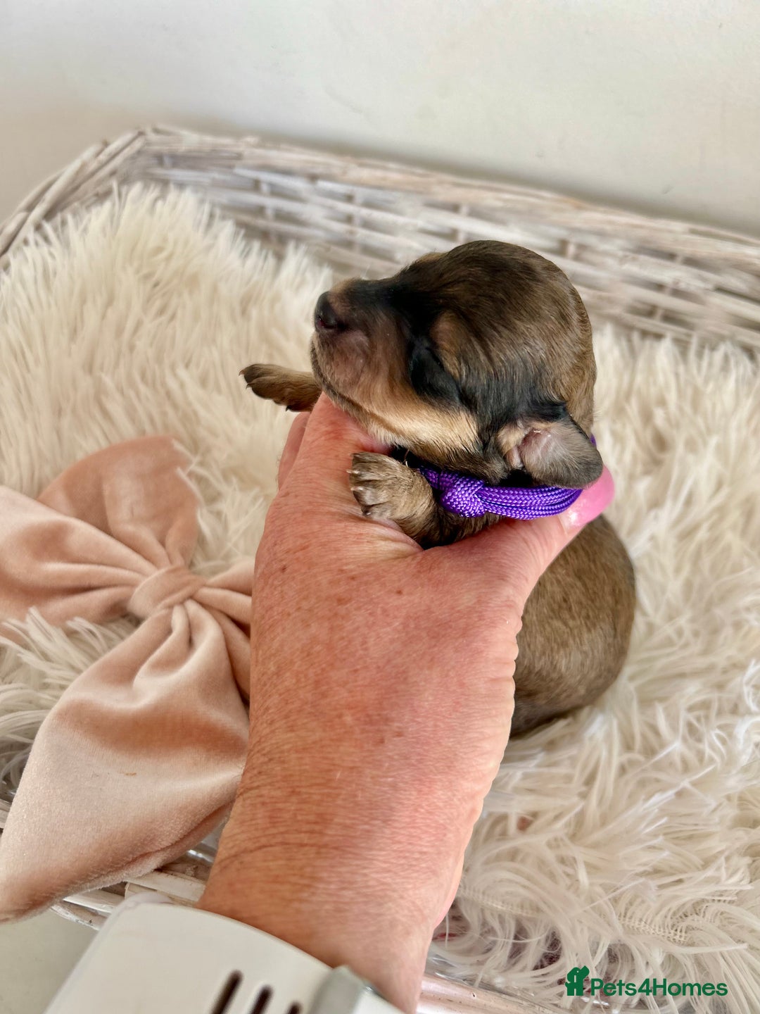 Miniature Dachshund dogs for sale: Cream Litter 5 Star Breeder ⭐️⭐️⭐️⭐️⭐️  - Image 8