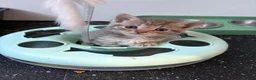 Mixed Breed cats for sale: Beautiful silver, grey, tabby and black kitten - Advert 2