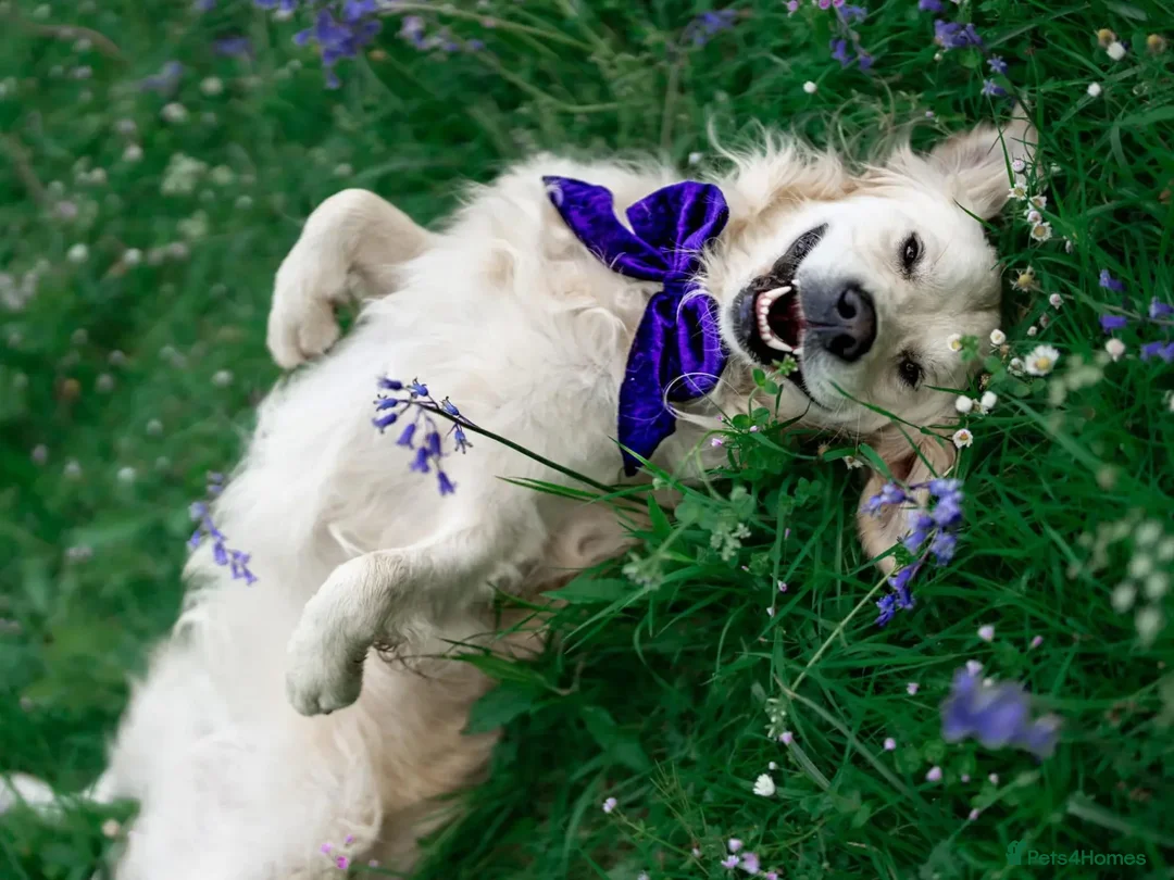 Golden Retriever dogs for stud: Kind, intelligent, fully health tested therapy dog - Advert 5