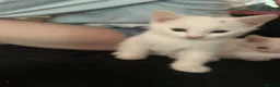 British Shorthair cats for sale: One white all white boy and girl has small patch  in Birmingham - Advert 4