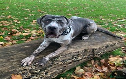 Mixed Breed dogs for adoption: Blue (Cane Corso mix) - Image 4