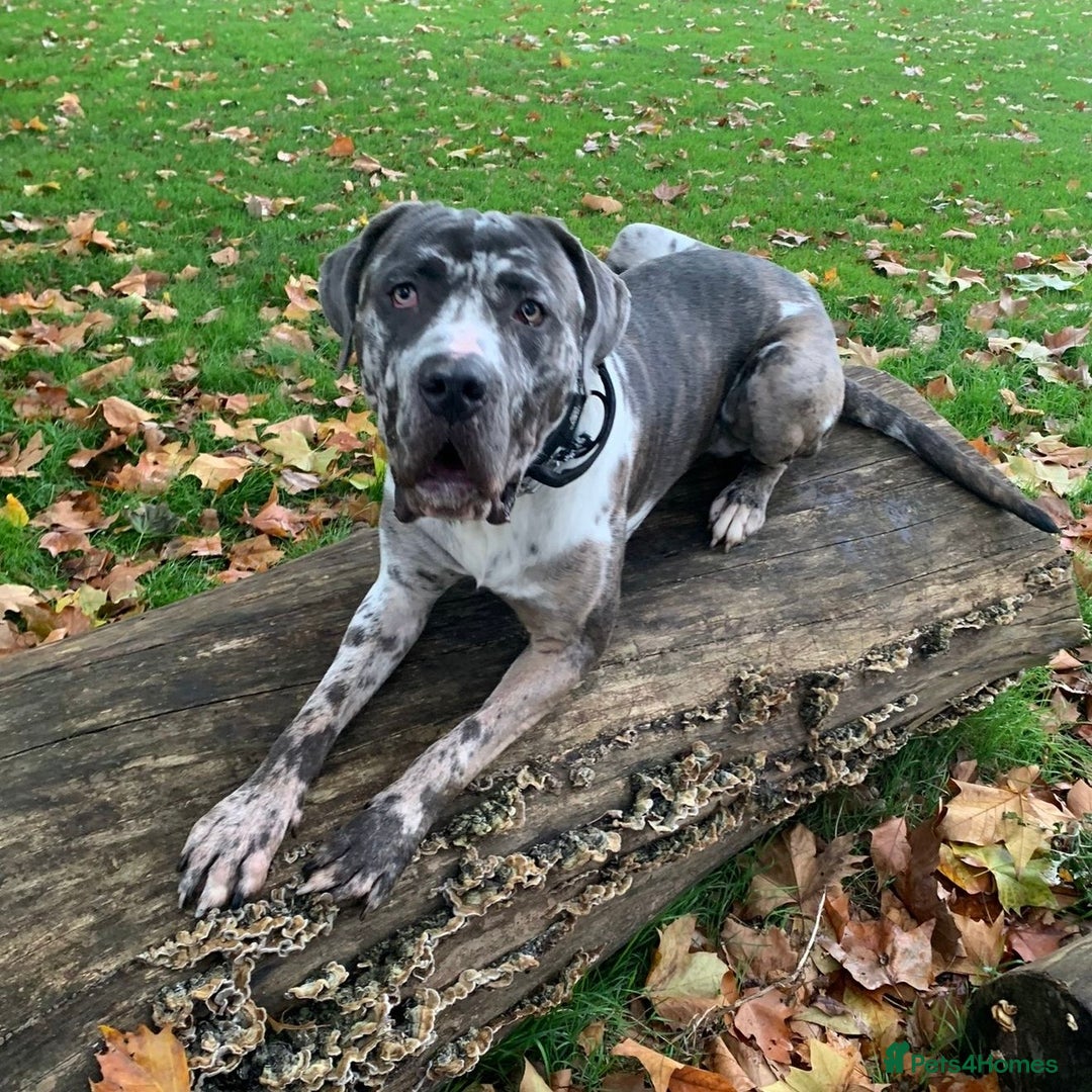 Mixed Breed dogs for adoption: Blue (Cane Corso mix) - Image 4