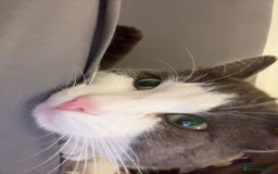 Domestic Shorthair cats for sale: One kitten and one cat (not related  - Image 4