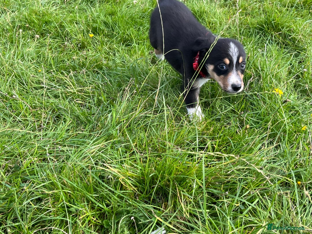 Border Collie dogs for sale: 4 border collie males looking for forever homes  - Image 3