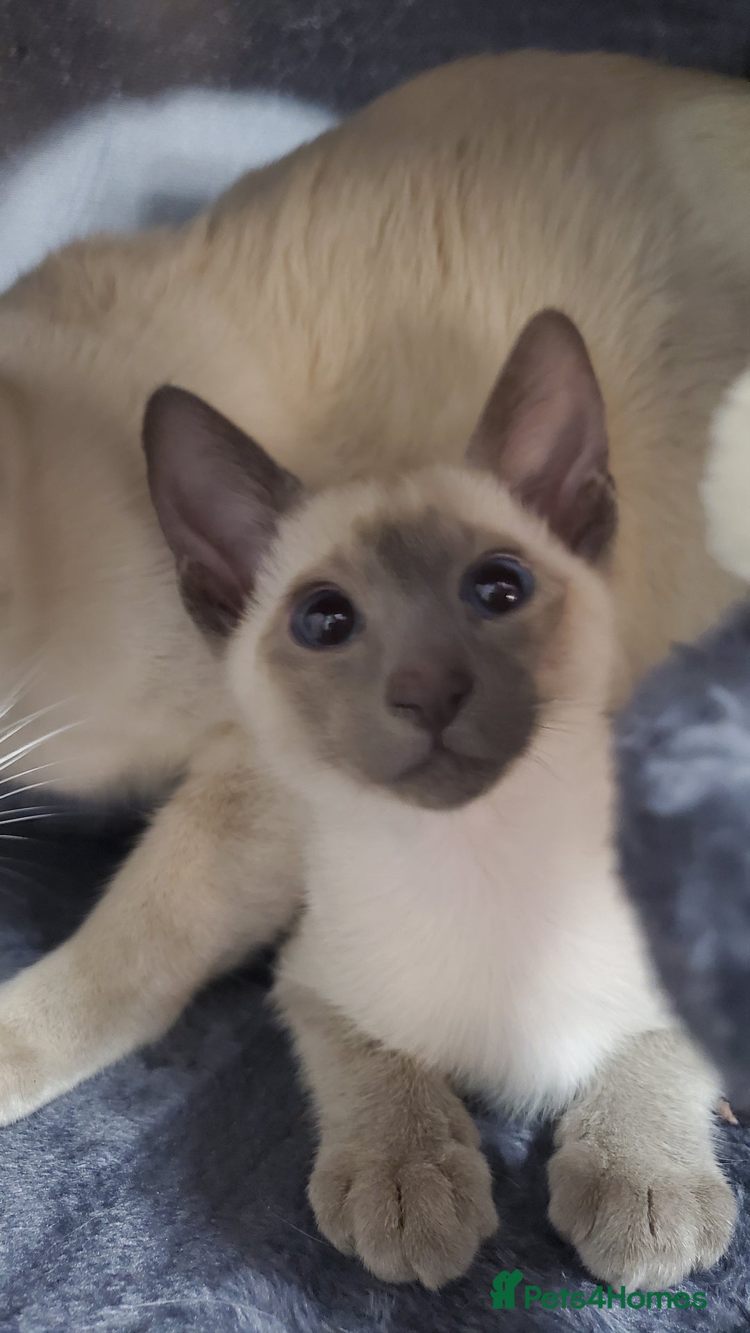 Siamese cats for sale: stunning Siamese Kittens  - Advert 1