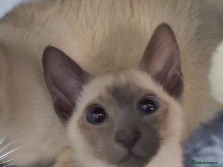 Siamese cats stunning Siamese Kittens - Advert 1