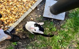 British Shorthair cats for sale: Milo- Tuxedo cat - Image 3