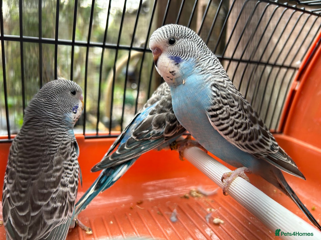 Budgerigars birds for sale: Budgies for sale, all in good health - Advert 16