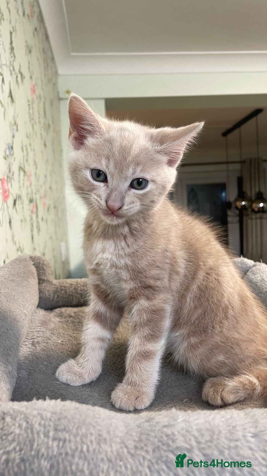 Mixed Breed cats for sale: Mixed Breed Kitten - Advert 4