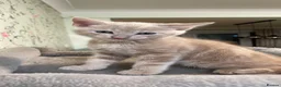 Mixed Breed cats for sale: Adorable Beige Kitten - Advert 1