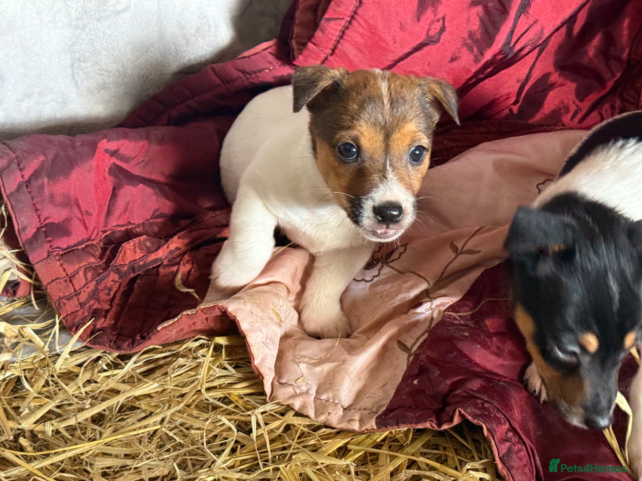Jack Russell dogs Jack Russell pup ready now 1 boy left now ! - Advert 2
