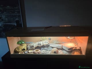Leopard Gecko reptiles 2 albino leopard geckos and full enclosure - Advert 1