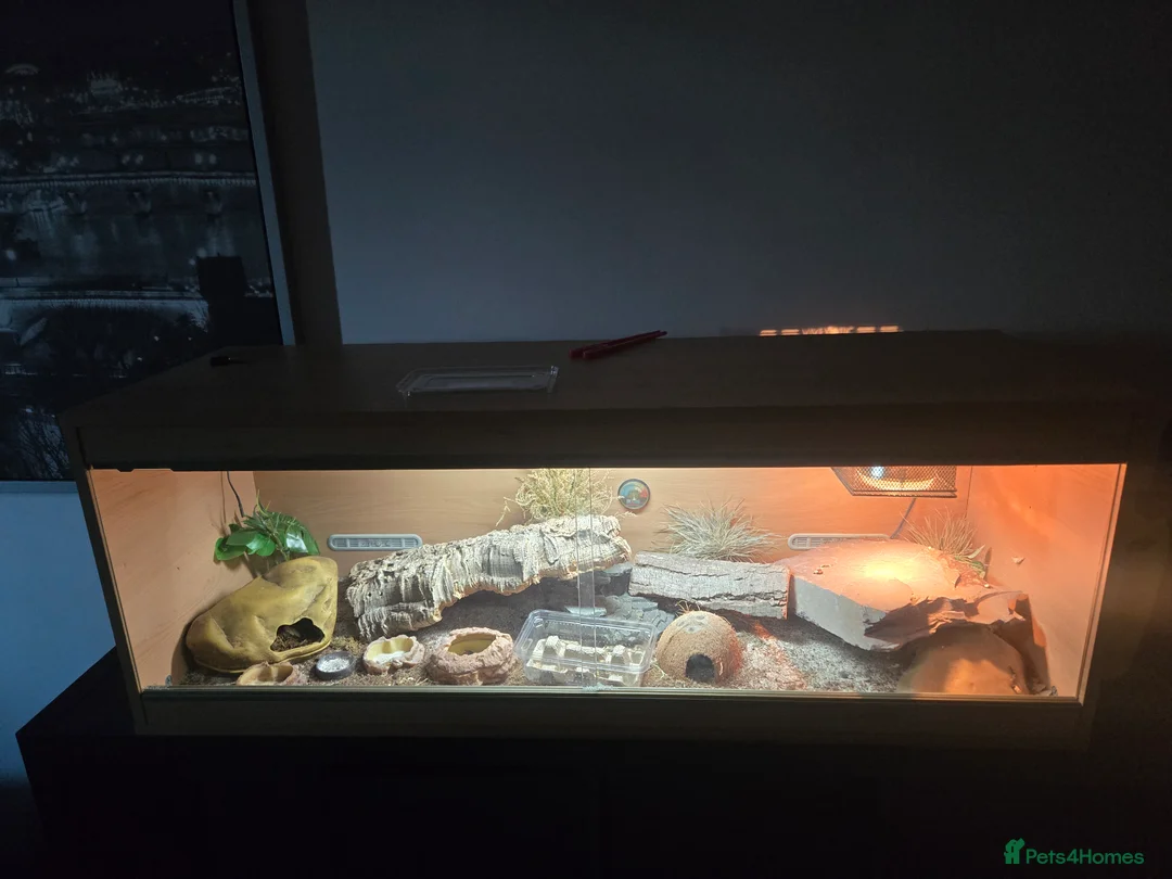Leopard Gecko reptiles for sale: 2 albino leopard geckos and full enclosure  - Advert 1