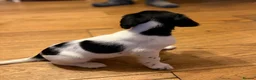 English Springer Spaniel dogs for sale: English springer spaniel puppies - Advert 17