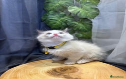Ragdoll cats for sale: 💎 Purebred Ragdoll kittens-Champion Bloodlines 💎 - Image 27