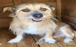 Mixed Breed dogs for adoption: Charlotte approx 6 yr old. Available for adoption. - Image 1