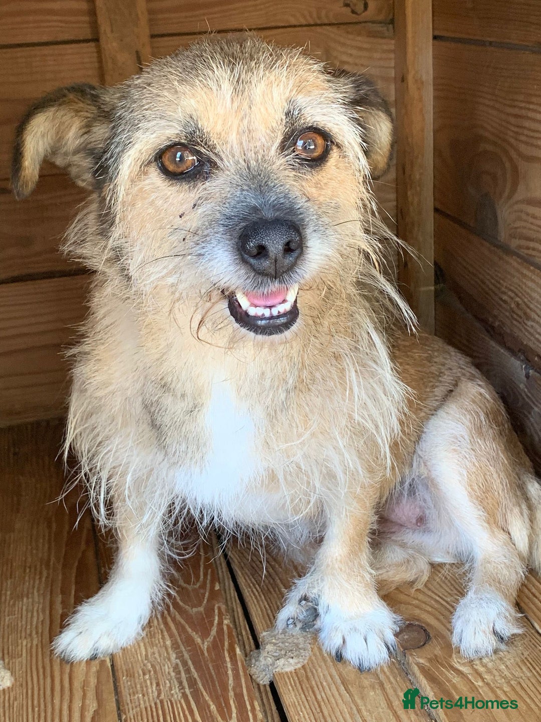 Mixed Breed dogs for adoption: Charlotte approx 6 yr old. Available for adoption. - Image 1
