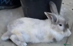 Lionhead rabbits for sale: Male Lionhead 6 months old - Image 2
