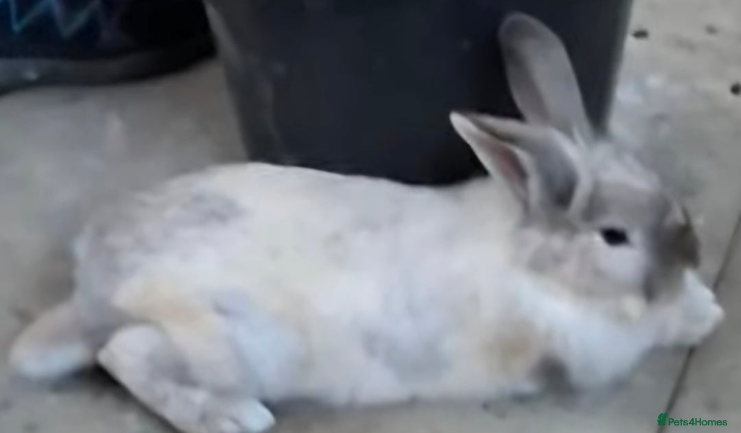 Lionhead rabbits for sale: Male Lionhead 6 months old - Image 2