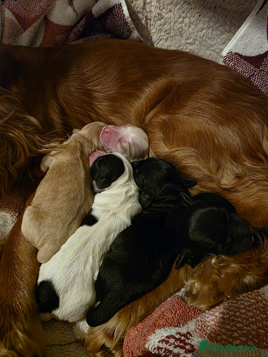 Cocker Spaniel dogs for sale: Cocker Spaniel Puppies - Advert 13