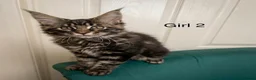 Maine Coon cats for sale: MONSTRUAL GIANTS! Elite MAINE COON Kittens  - Advert 6