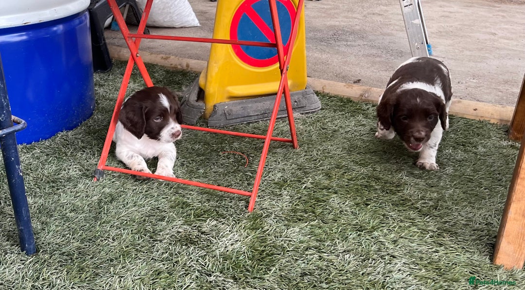 English Springer Spaniel dogs for sale: Health Tested & Part Trained - Image 14
