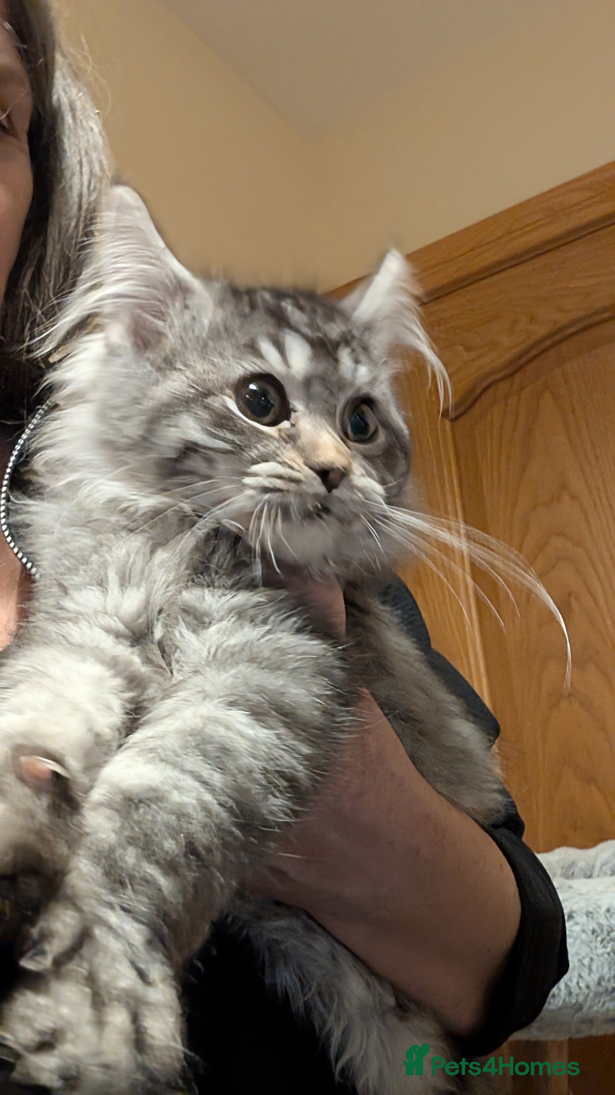 Maine Coon cats Maine Coon pedigree kittens  - Advert 14