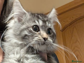 Maine Coon cats Maine Coon pedigree kittens - Advert 14