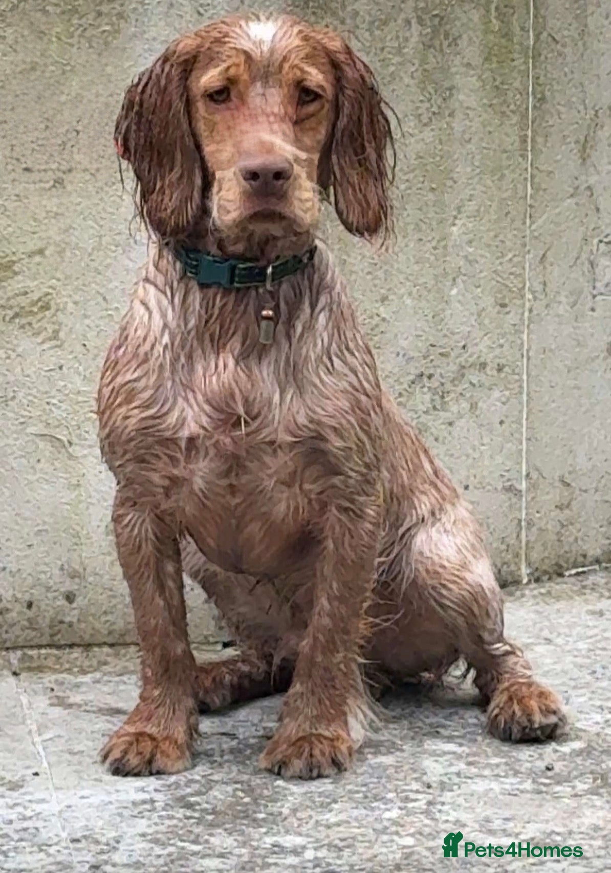 Cocker Spaniel dogs Cocker spaniel - Advert 1