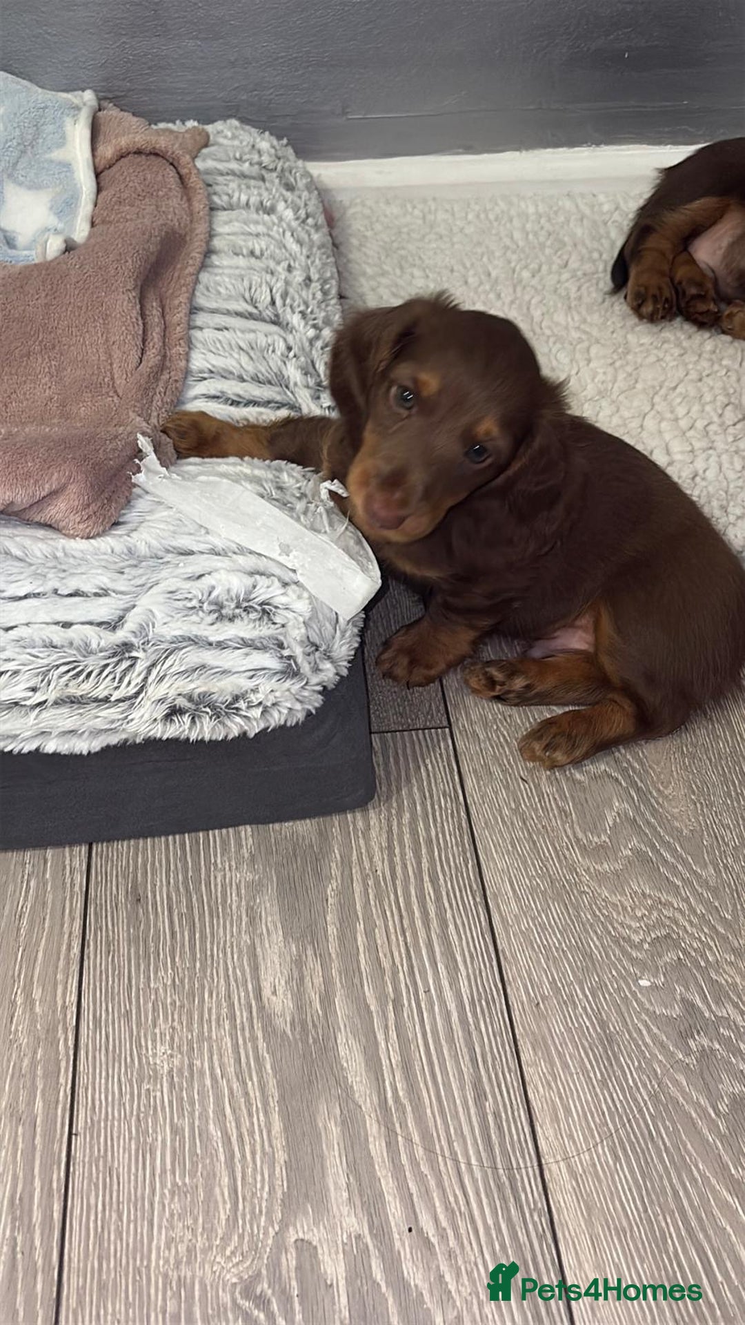 Miniature Dachshund dogs for sale: PRICE REDUCED Cute long hair chocolate dachshunds  - Advert 33