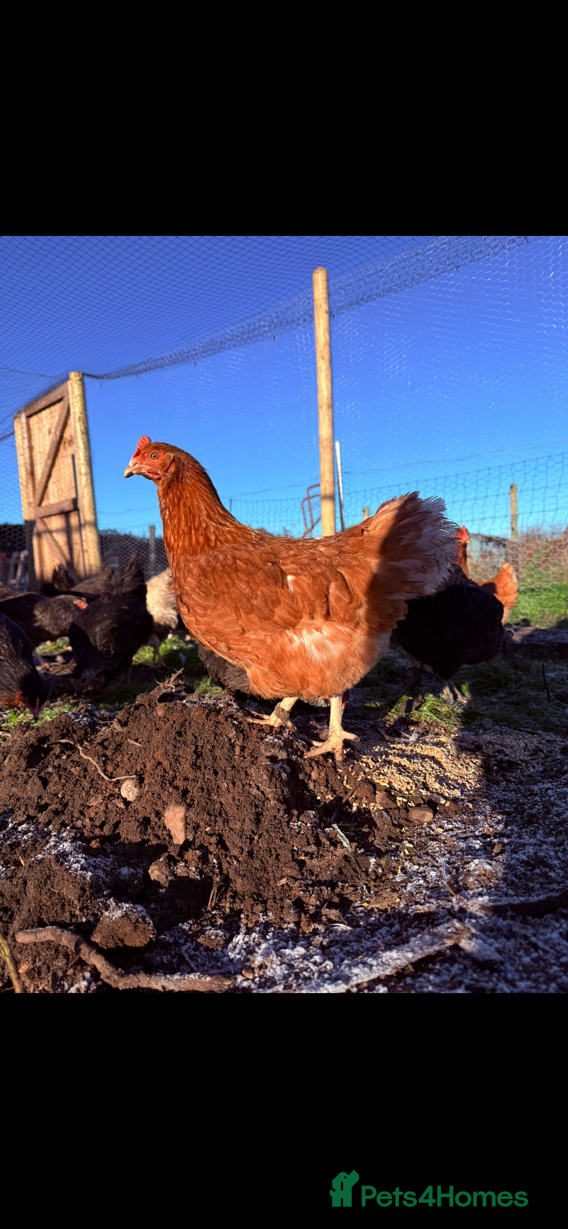 Chickens poultry Guaranteed female point of lay hybrids  - Advert 2