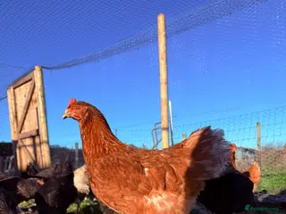 Chickens poultry Guaranteed female point of lay hybrids - Advert 15