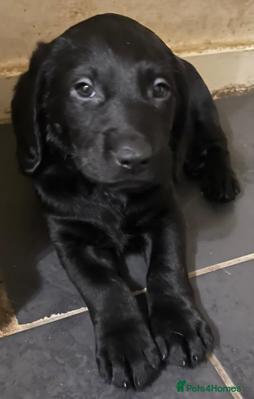 Labrador Retriever dogs for sale: PUPPIES 🐶 🐾  - Advert 20