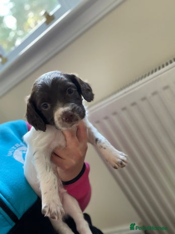 English Springer Spaniel dogs - Advert 2