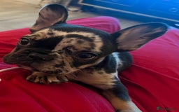 French Bulldog dogs for sale: Male French bulldog - Image 4