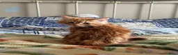 Mixed Breed cats for sale: 5 fluffy playful kittens looking for homes - Advert 12