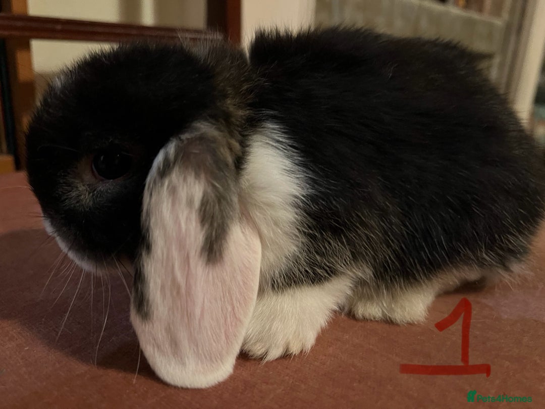 Mini Lop rabbits for sale: Fabulous Super Friendly Mini Lops - Advert 5