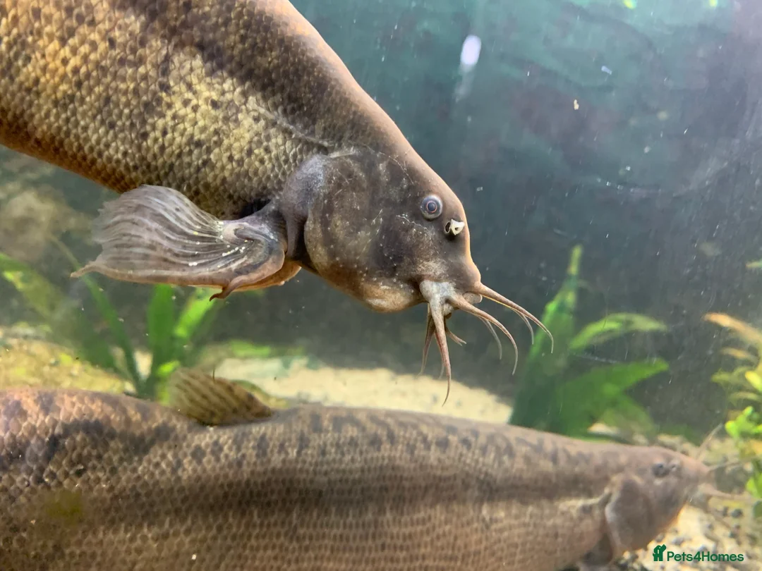 Loaches fish for sale: Weather Loaches - Advert 2